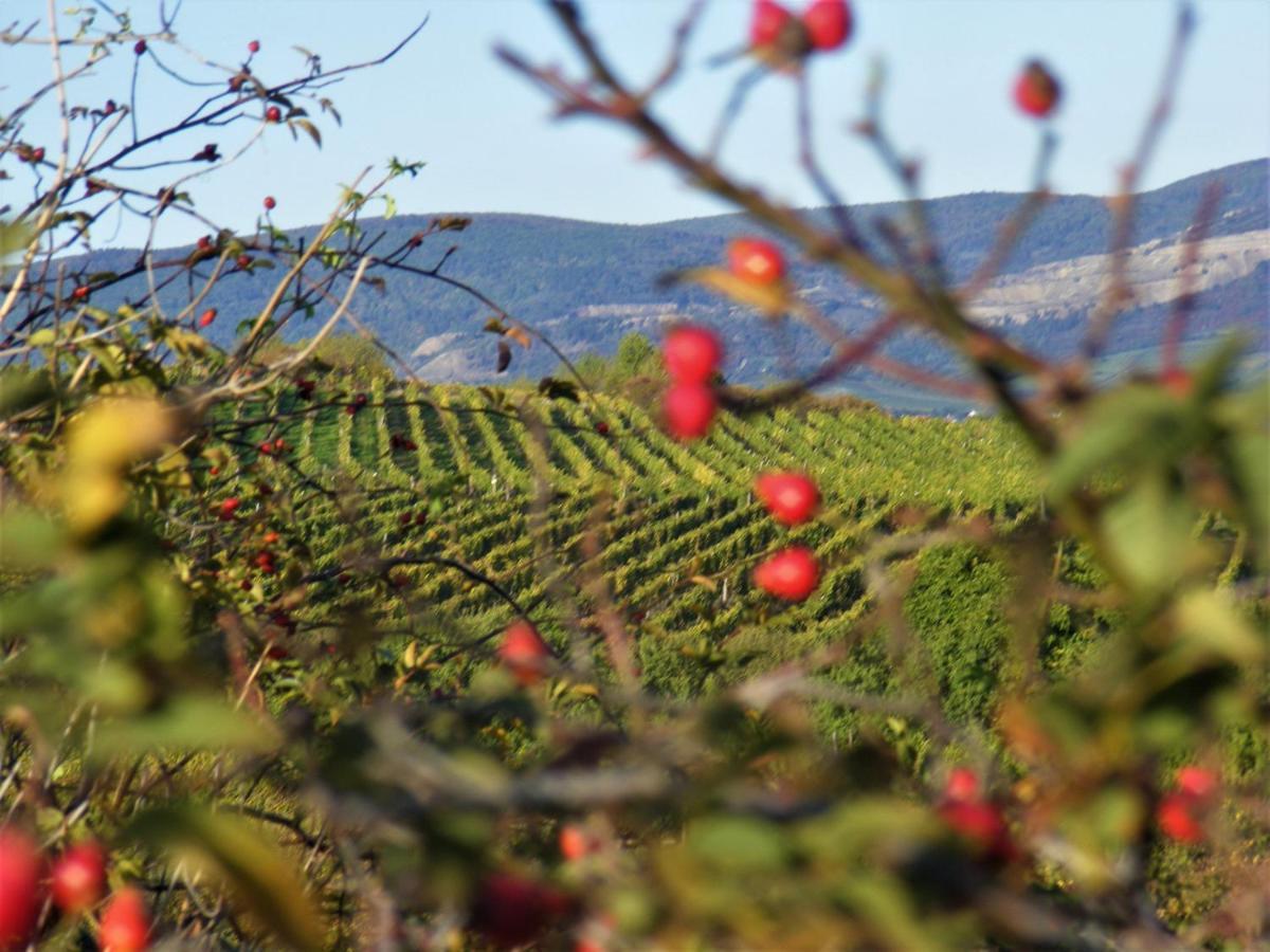 Tokaj Hill Panorama Guesthouse เซเรนช์ ภายนอก รูปภาพ
