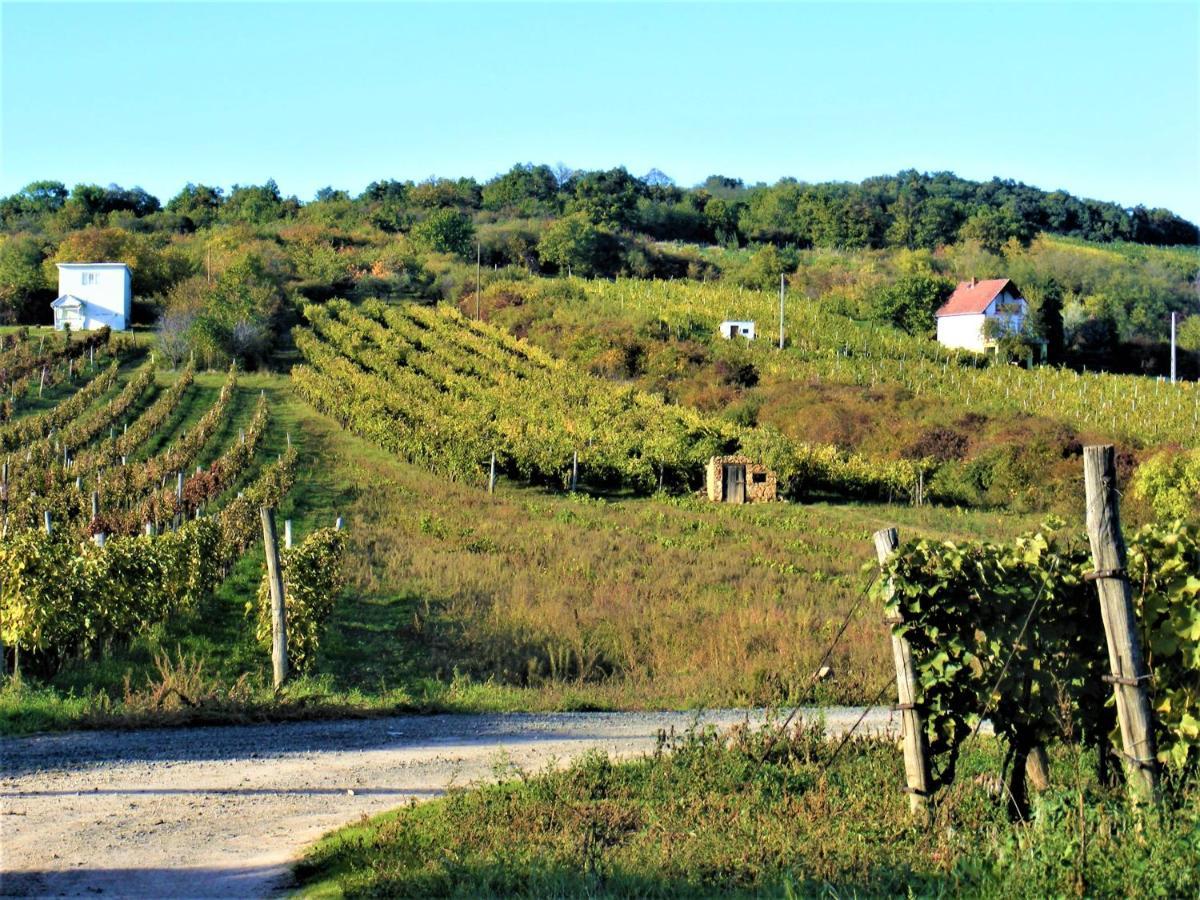 Tokaj Hill Panorama Guesthouse เซเรนช์ ภายนอก รูปภาพ